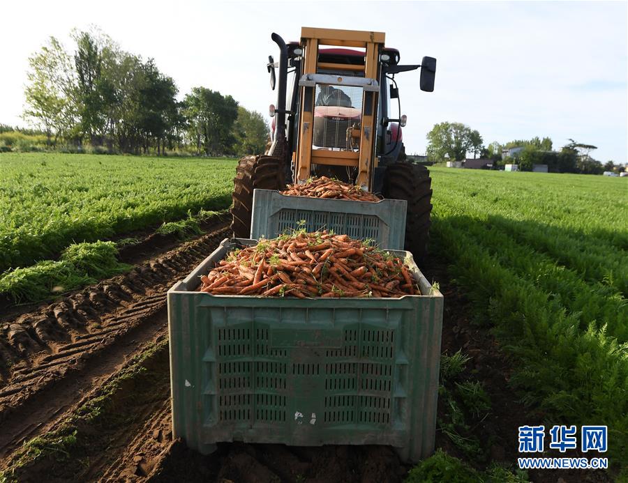 （国际）（6）意大利马卡雷塞：胡萝卜丰收