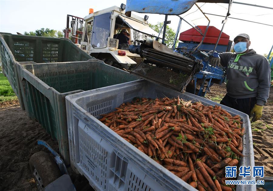 （国际）（7）意大利马卡雷塞：胡萝卜丰收