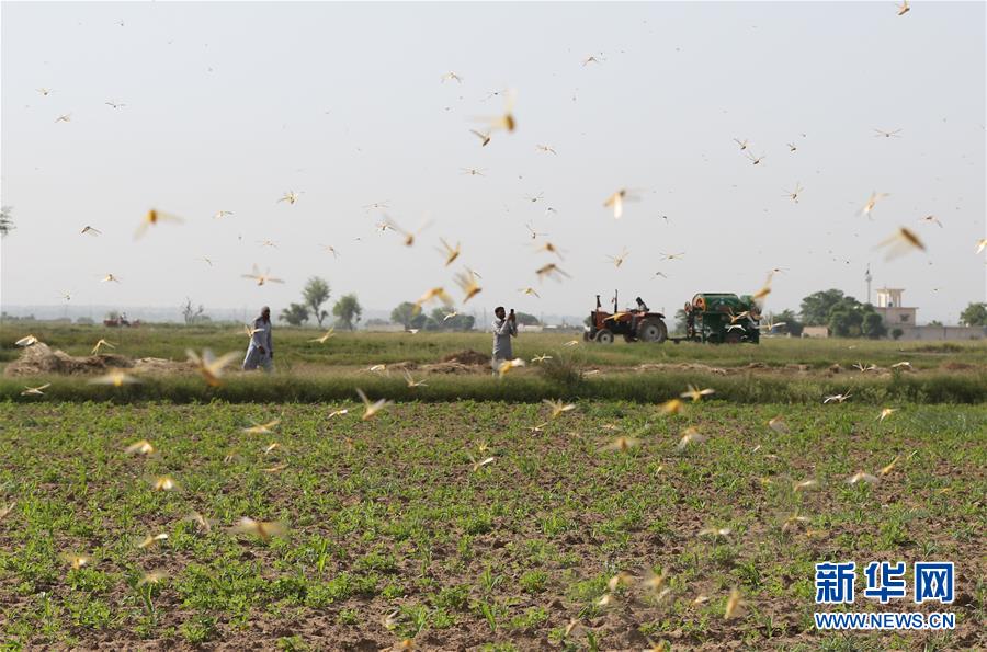 （XHDW）（1）巴基斯坦多地再遭沙漠蝗虫侵袭