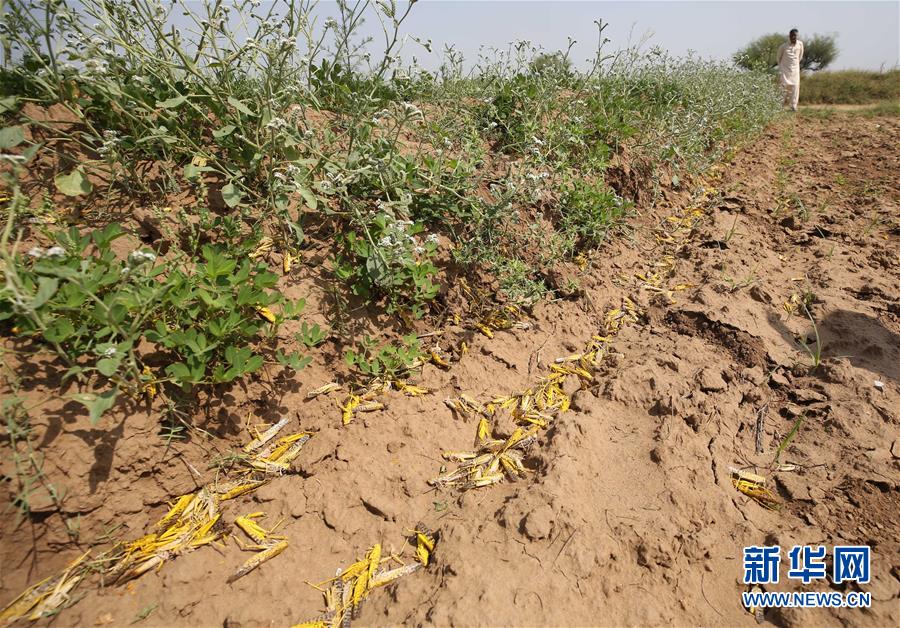 （XHDW）（2）巴基斯坦多地再遭沙漠蝗虫侵袭