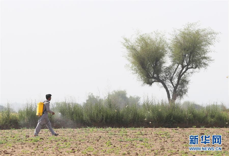 （XHDW）（3）巴基斯坦多地再遭沙漠蝗虫侵袭
