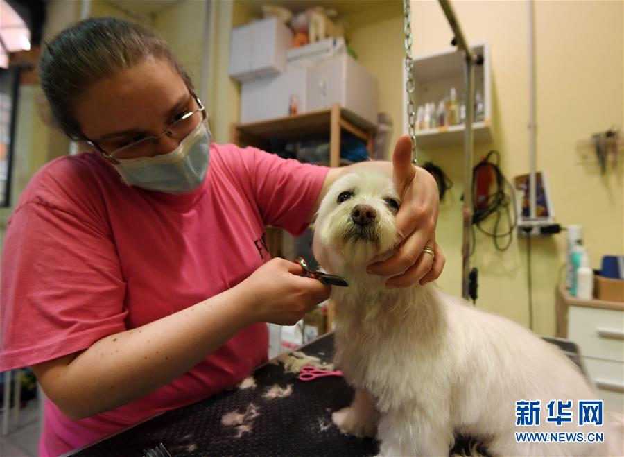 （国际&middot;一周看天下）宠物美容