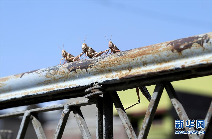 （国际）（1）巴基斯坦多地再遭蝗虫侵袭