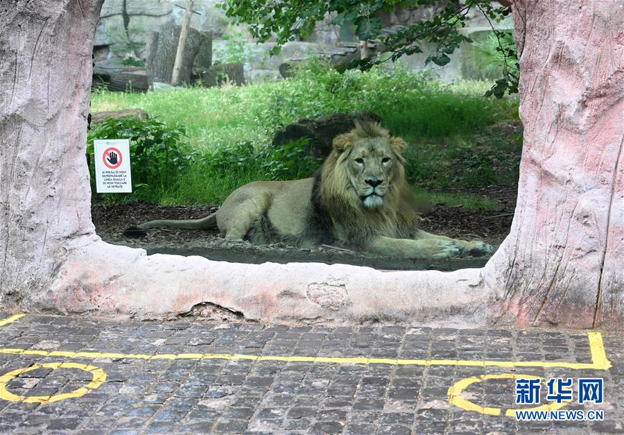 （國際）（3）羅馬動物園重新開放