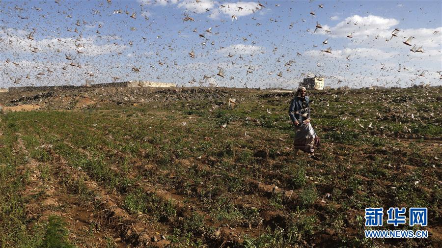 （国际）（1）也门遭蝗灾侵袭