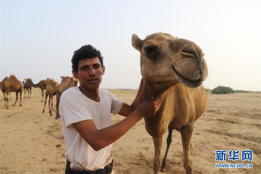 （国际）（1）也门：放牧骆驼