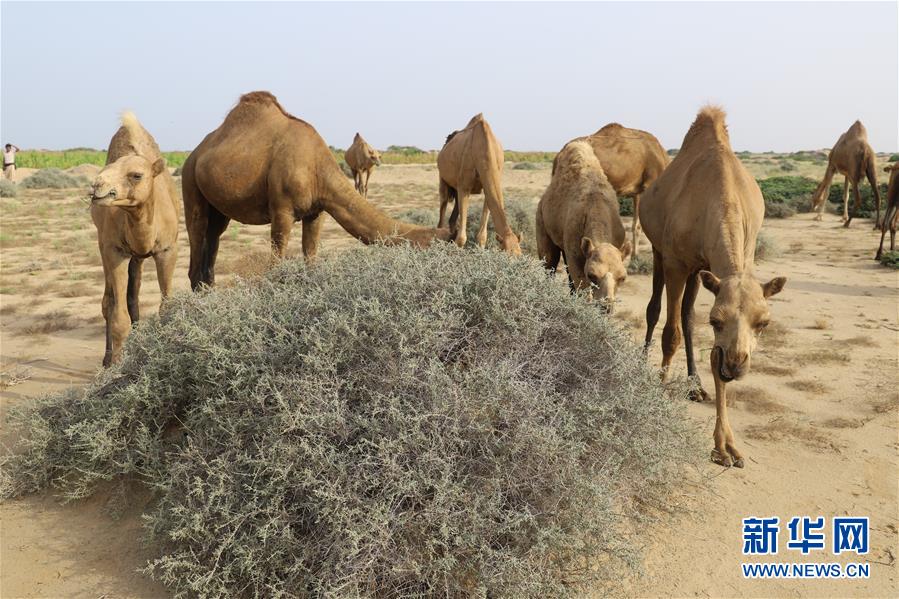 （国际）（2）也门：放牧骆驼