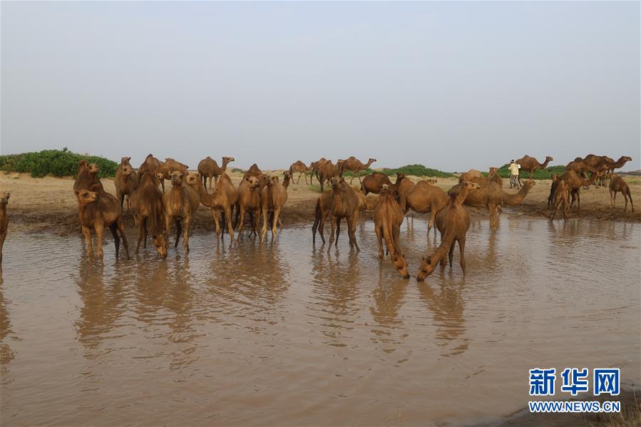 （国际）（3）也门：放牧骆驼