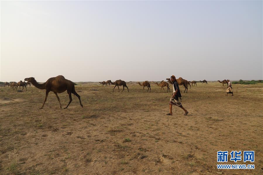（国际）（4）也门：放牧骆驼