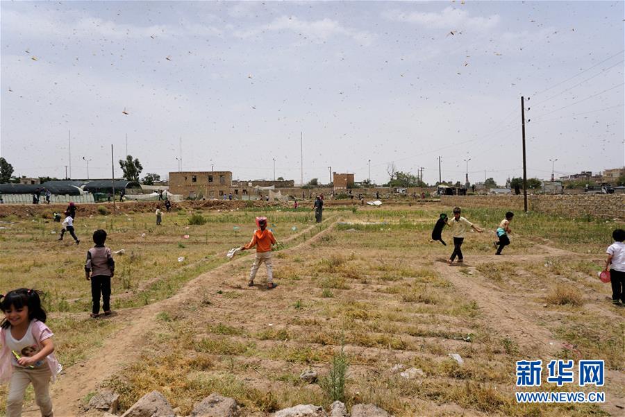 （国际）（1）也门首都萨那遭遇蝗灾