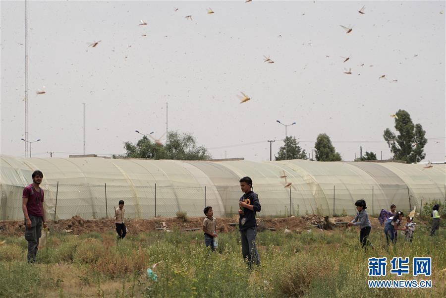 （国际）（2）也门首都萨那遭遇蝗灾