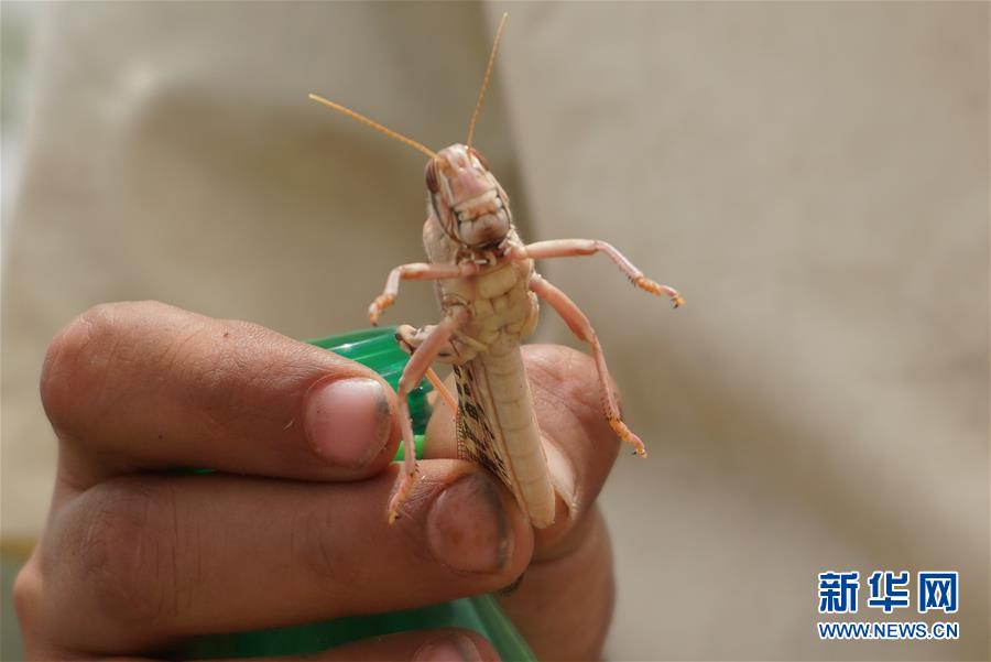 （国际）（3）也门首都萨那遭遇蝗灾