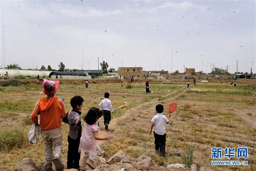 （国际）（4）也门首都萨那遭遇蝗灾