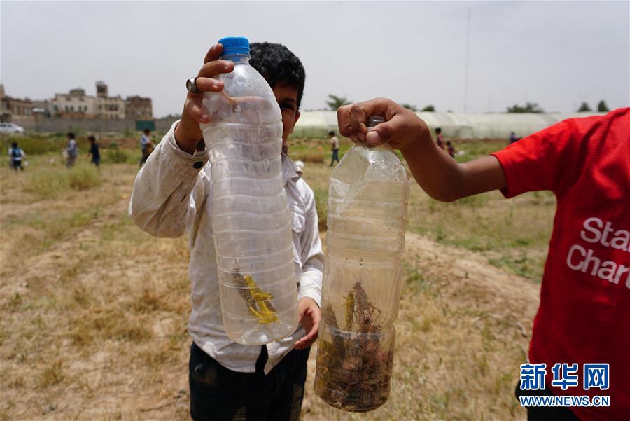 （国际）（5）也门首都萨那遭遇蝗灾