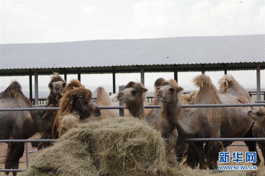 (国际·图文互动)(1)从“先遣队”到“正规军”——哈萨克斯坦骆驼奶粉入华记