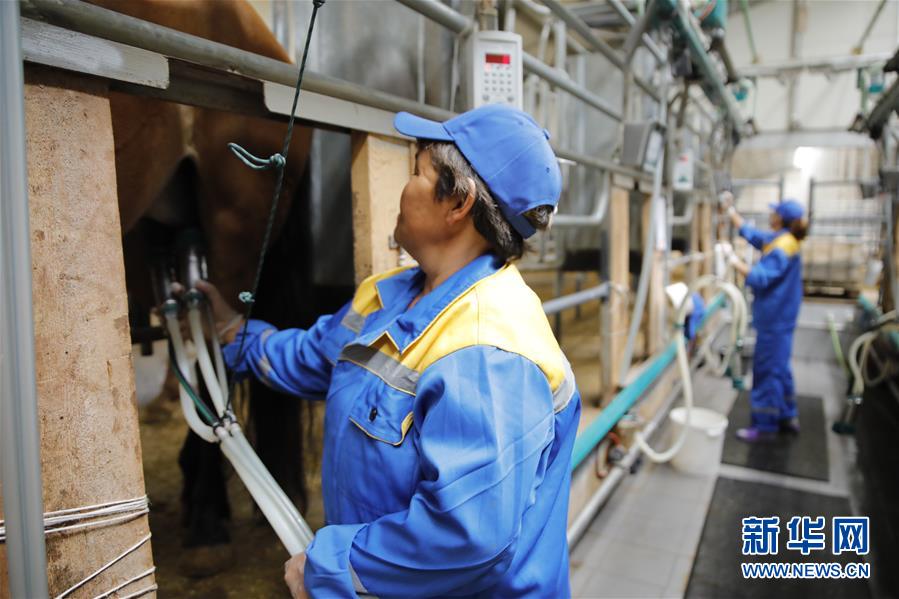 (国际·图文互动)(3)从“先遣队”到“正规军”——哈萨克斯坦骆驼奶粉入华记