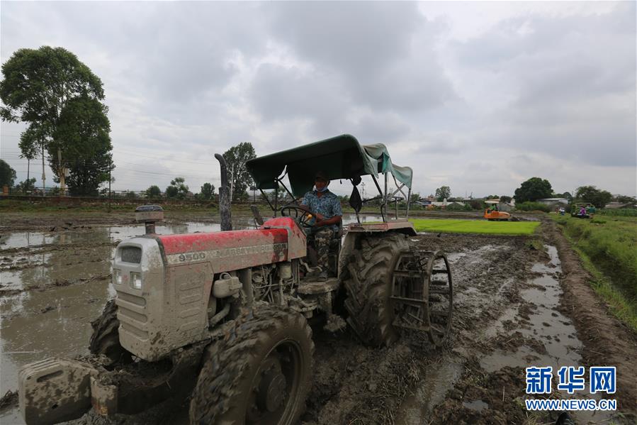 （国际）（2）尼泊尔农民&ldquo;水稻节&rdquo;里忙插秧