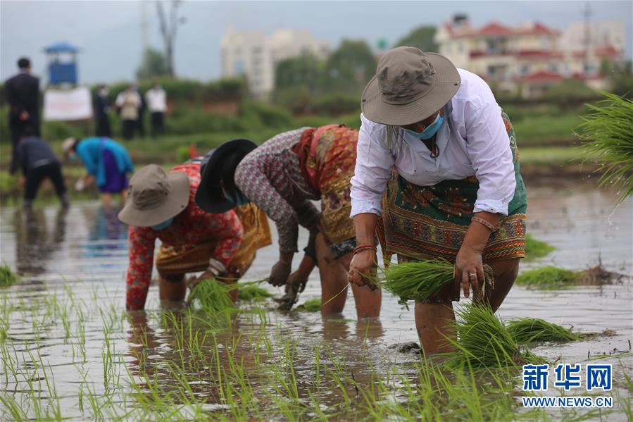（国际）（3）尼泊尔农民&ldquo;水稻节&rdquo;里忙插秧