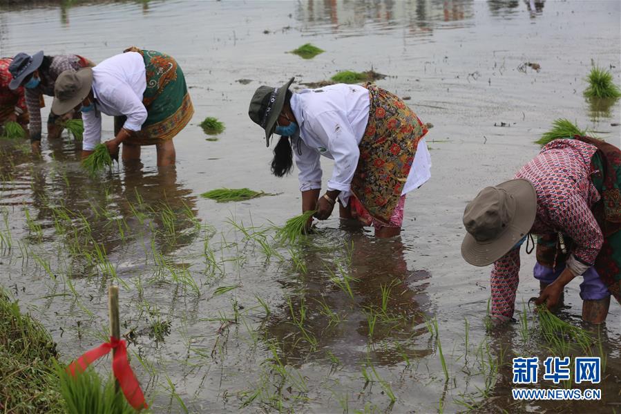 （国际）（4）尼泊尔农民&ldquo;水稻节&rdquo;里忙插秧
