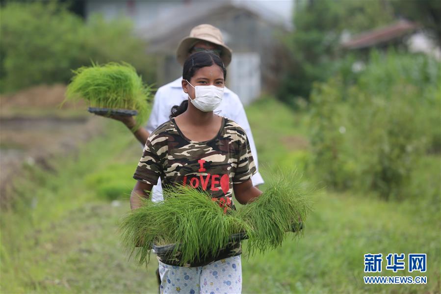 （国际）（5）尼泊尔农民&ldquo;水稻节&rdquo;里忙插秧