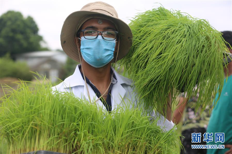 （国际）（6）尼泊尔农民&ldquo;水稻节&rdquo;里忙插秧