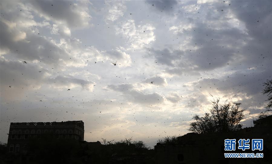 （国际）（1）也门首都萨那再遭蝗虫入侵