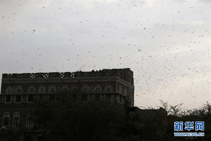 （国际）（3）也门首都萨那再遭蝗虫入侵