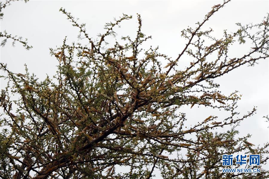 （国际）（5）也门首都萨那再遭蝗虫入侵