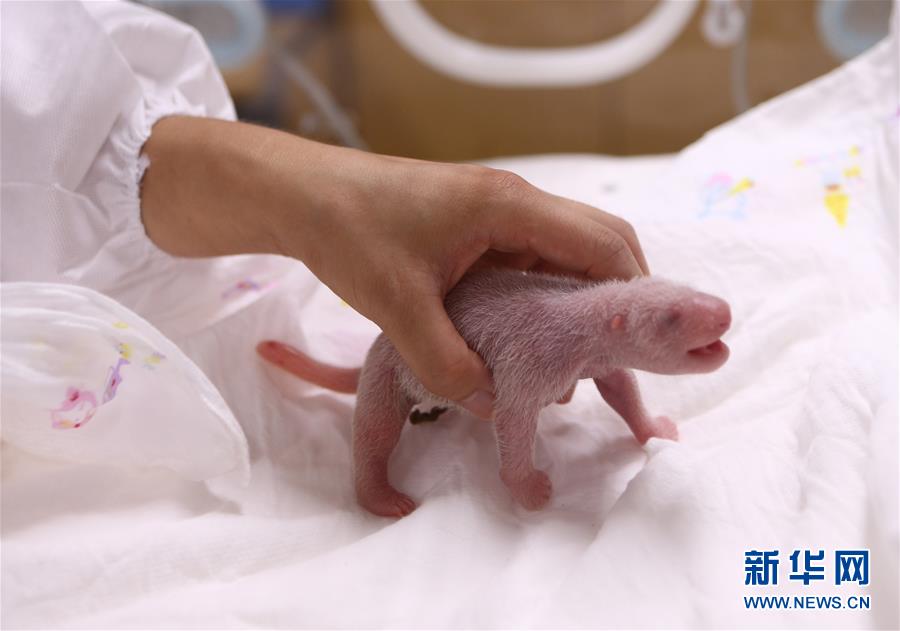 （国际）（2）旅韩大熊猫顺利产下雌性幼崽