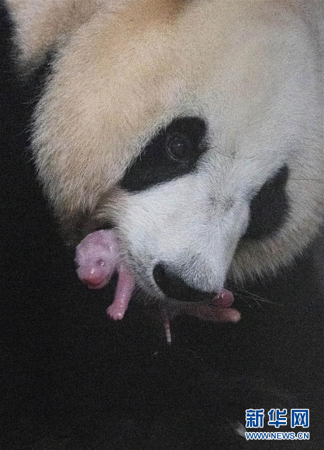 （國際）（3）旅韓大熊貓順利産下雌性幼崽