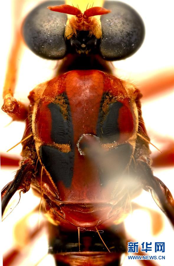 (国际·图文互动)澳科研人员命名百余新物种 漫画角色成参考