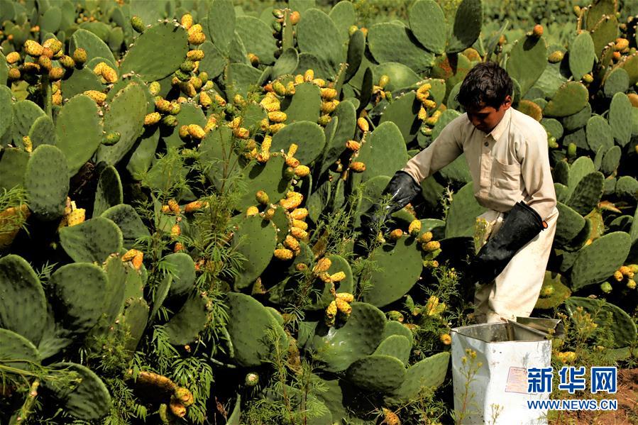 （国际）（2）也门：应季仙人掌果