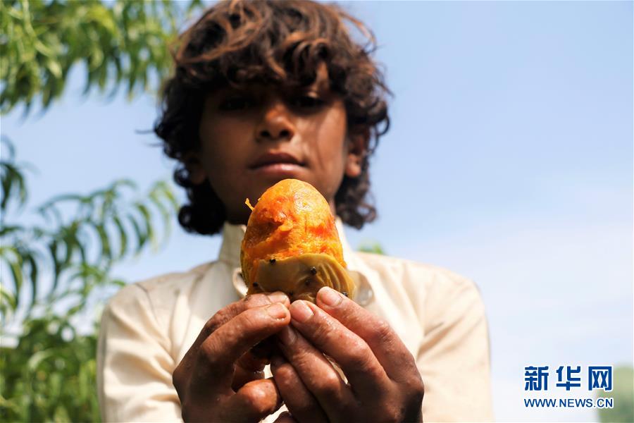 （国际）（3）也门：应季仙人掌果