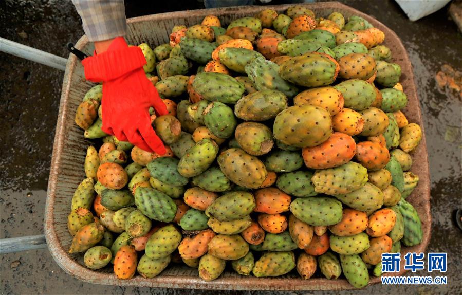 （国际）（4）也门：应季仙人掌果