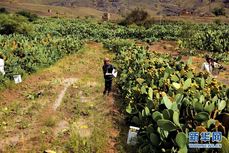 （国际）（6）也门：应季仙人掌果