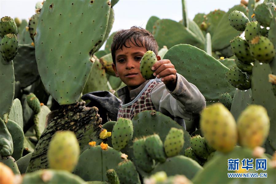 （国际）（7）也门：应季仙人掌果