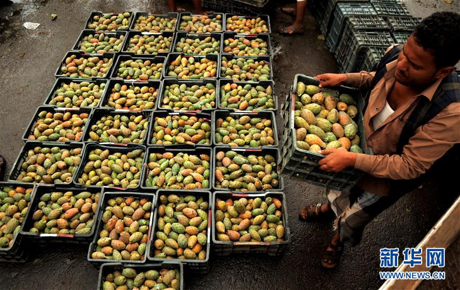 （国际）（8）也门：应季仙人掌果