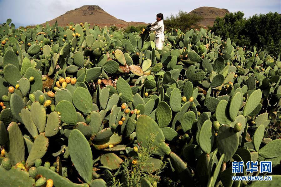 （国际）（9）也门：应季仙人掌果