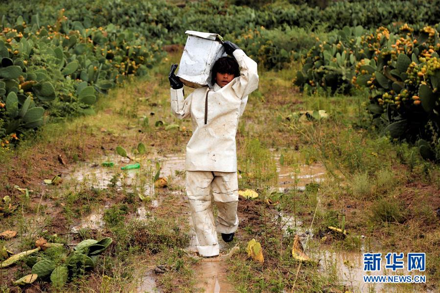 （国际）（10）也门：应季仙人掌果