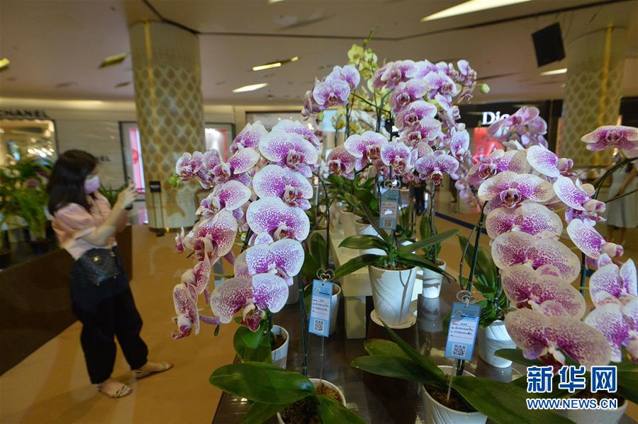 （国际）（1）曼谷举行兰花展