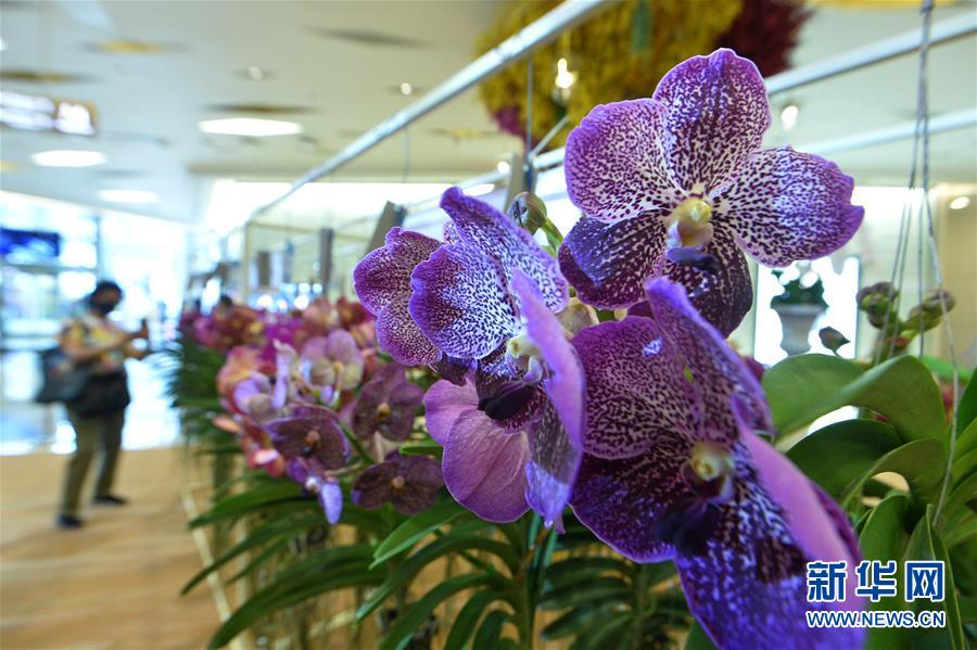 （国际）（4）曼谷举行兰花展