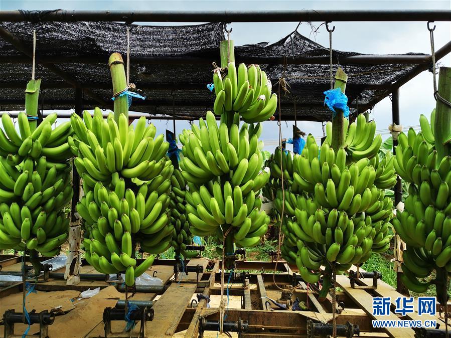 （国际&middot;图文互动）（1）财经观察：中柬农业合作再升级