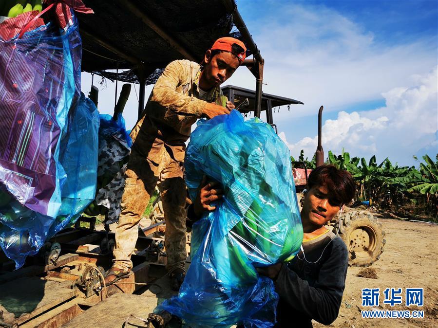 （国际&middot;图文互动）（3）财经观察：中柬农业合作再升级