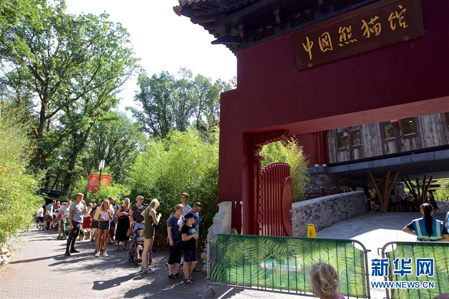 (国际·图文互动)(2)旅荷大熊猫宝宝取名“梵星”