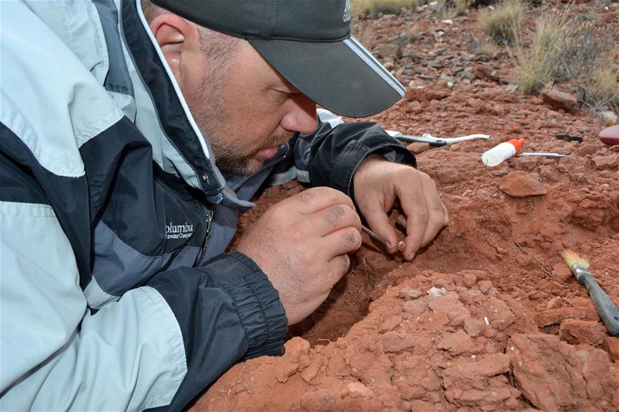 （国际&middot;图文互动）（2）阿根廷古生物学家复原2亿多年前乌龟化石