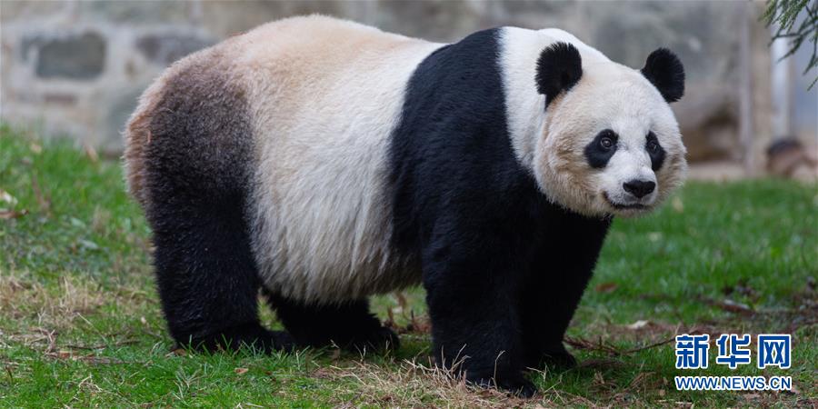 （国际）（2）22岁“高龄”旅美大熊猫“美香”顺利产仔