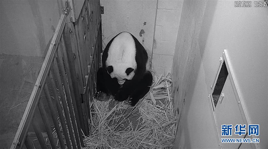 （国际）（1）22岁&ldquo;高龄&rdquo;旅美大熊猫&ldquo;美香&rdquo;顺利产仔