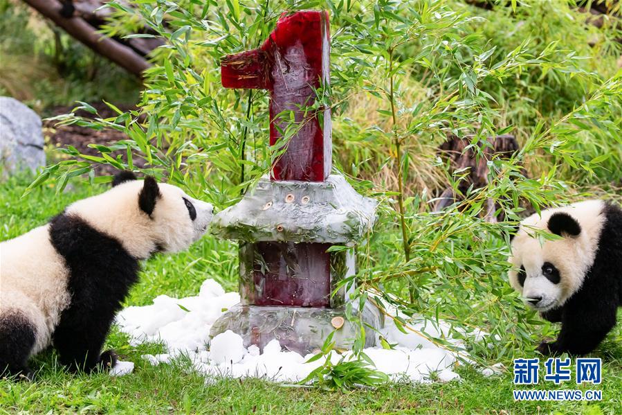 （国际）（1）德国柏林动物园为大熊猫双胞胎庆生