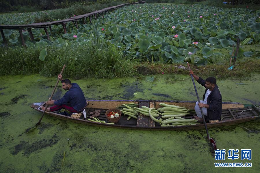 （国际）（4）斯利那加：水上蔬菜市场