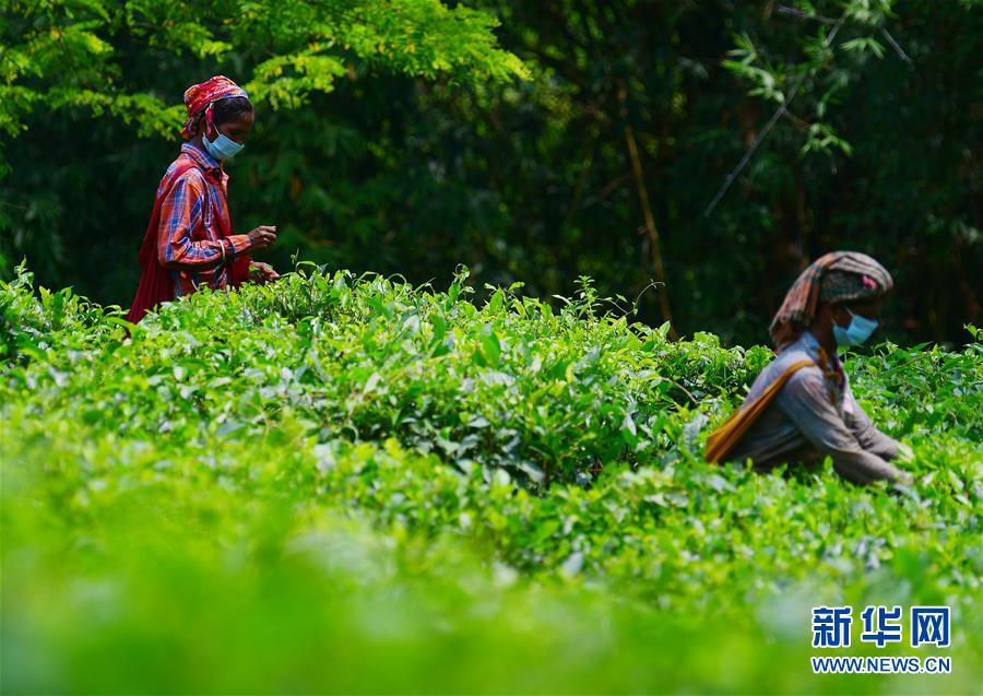 （新华视界）（3）阿加尔塔拉采茶人